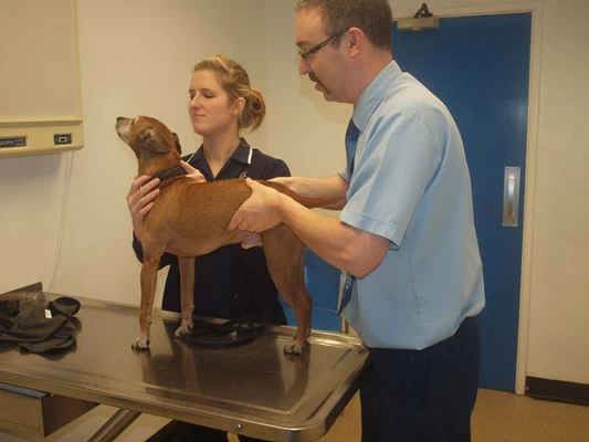 Andrew Mellor Veterinary Surgeons Andrew Mellor Veterinary Surgeons