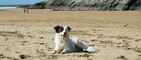 Dog Friendly bed and breakfast in Cornwall