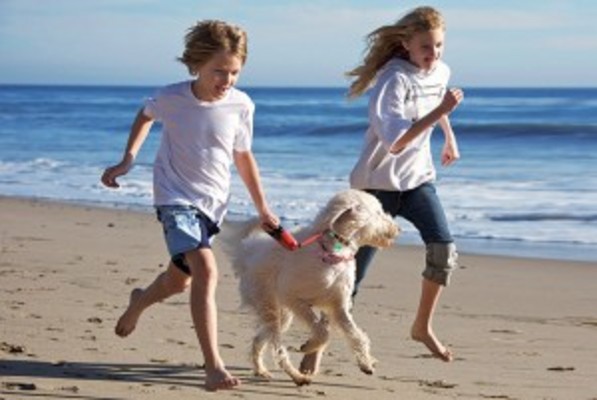 Dogs Friendly Cottages