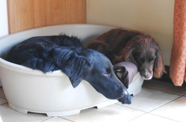 Dog Home Stay in Surrey