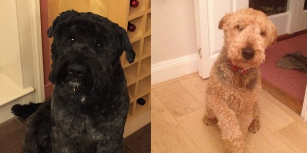 Dog Home Stay in Buckinghamshire