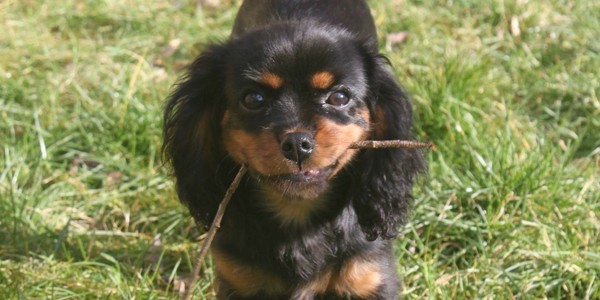 Dog Home Boarding