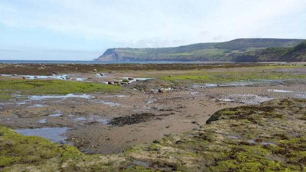 Dog Friendly Beach in