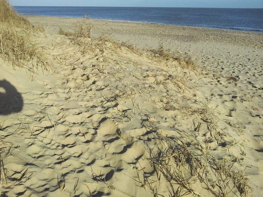 Dog Friendly beach in Suffolk