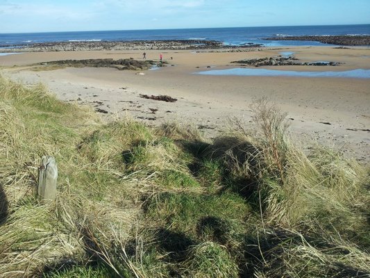 Dog Friendly Beach in Kingsbarns><img style=
