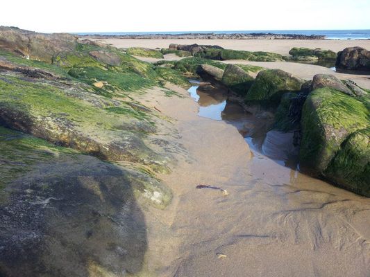 Dog Friendly Beach in Fife