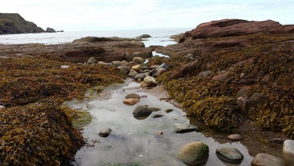 Dog Friendly Beach in Fraserburgh