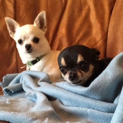 Pet Home Care