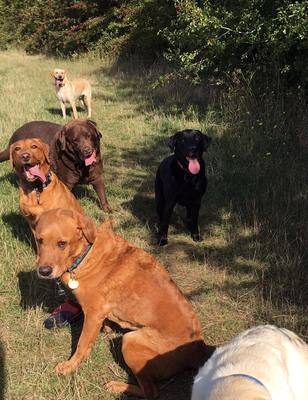 Dog Home Boarding