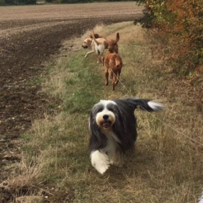 Dog Home Stay in Marston Moretaine