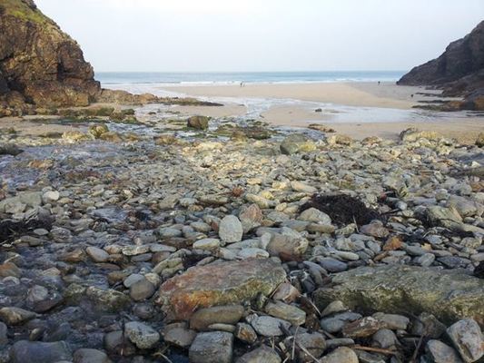 Dog Friendly Beach in Cornwall
