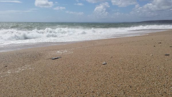 Dog Friendly Beach in Cornwall
