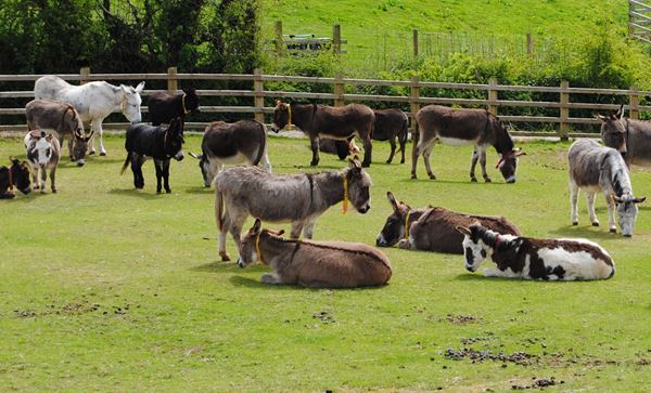 Dog Friendly Accommodation in Devon