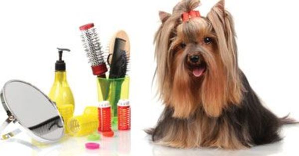 Grooming Salon