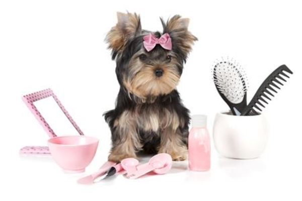 Grooming