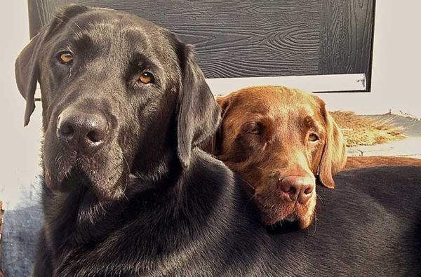 Dogs Friendly Cottages
