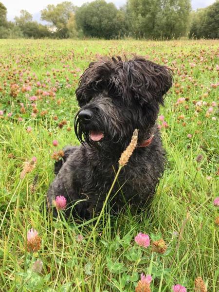 We Love Pets - Chippenham & Calne