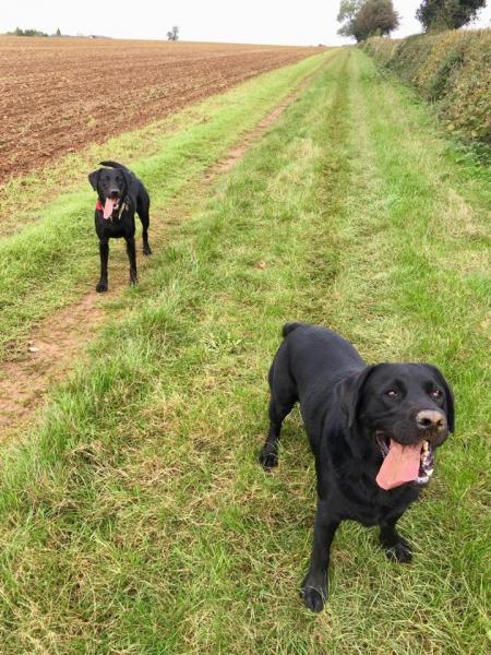 We Love Pets - Chippenham & Calne