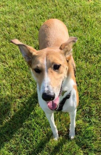 We Love Pets - Chippenham & Calne