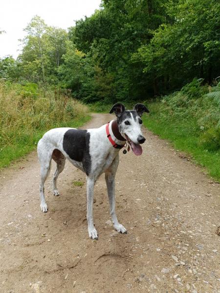 We Love Pets - Chippenham & Calne