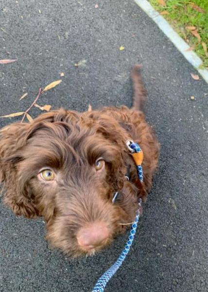 We Love Pets - Chippenham & Calne