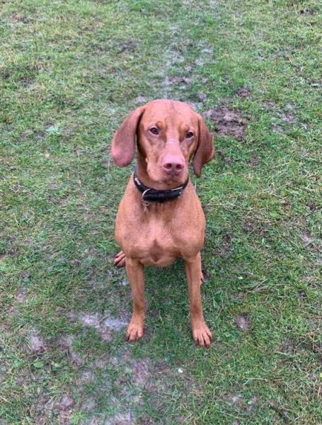 We Love Pets - Chippenham & Calne