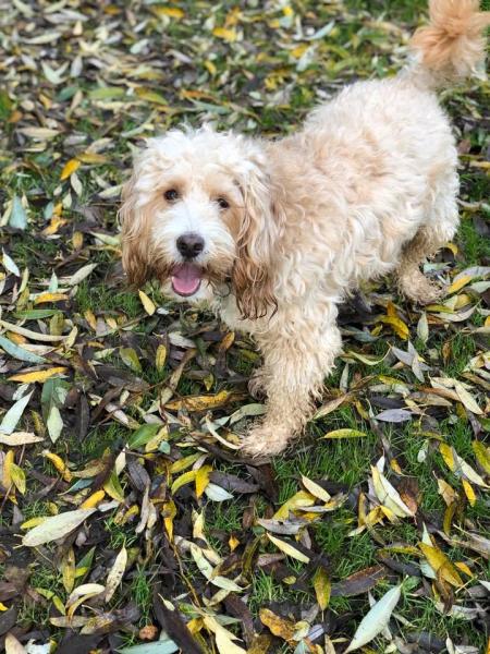 We Love Pets - Chippenham & Calne