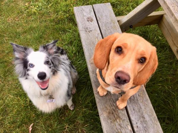We Love Pets - Chippenham & Calne