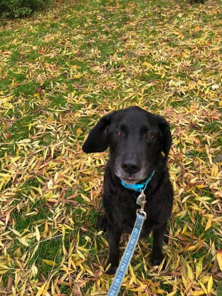 We Love Pets - Chippenham & Calne