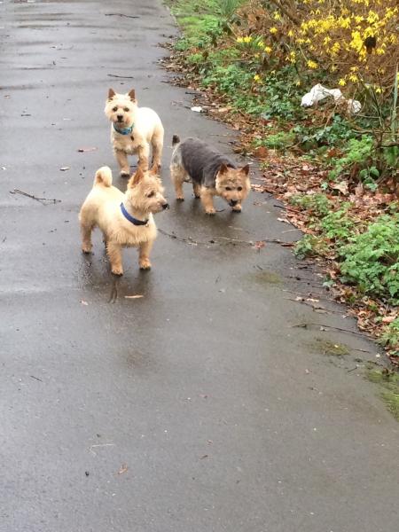 Barbaras dog walking