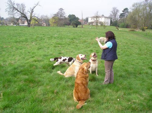 Barbaras dog walking