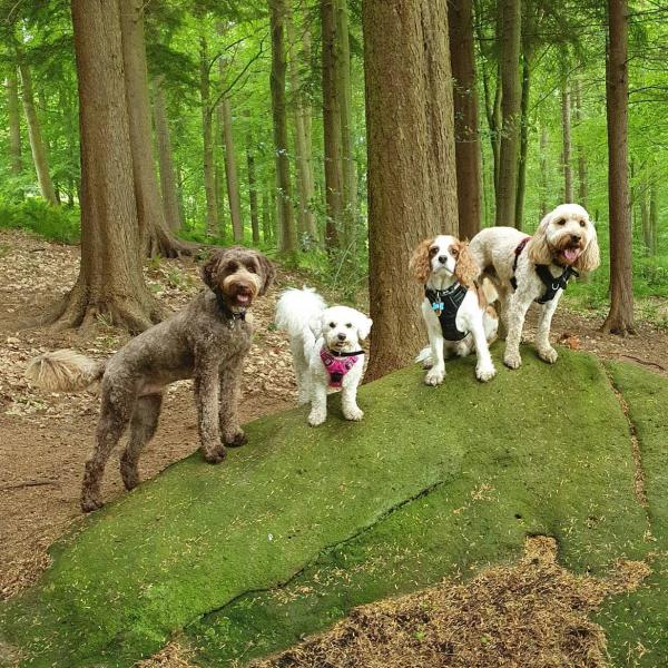 Bob and Pals