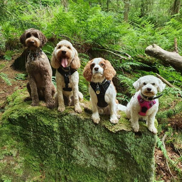 Bob and Pals