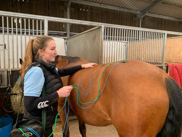 North Western Vet Physio