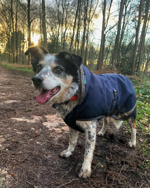 North Western Vet Physio