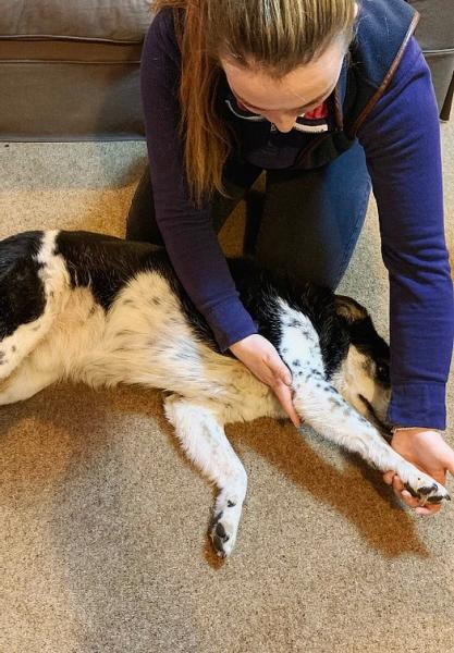 North Western Vet Physio