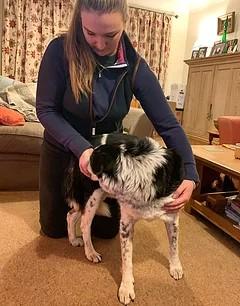 North Western Vet Physio