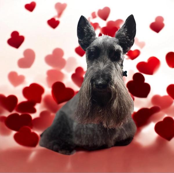 Snuggles Dog Grooming