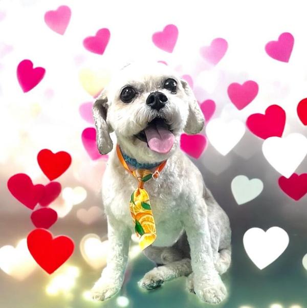 Snuggles Dog Grooming