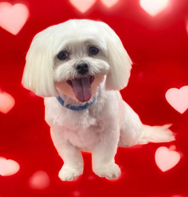Snuggles Dog Grooming