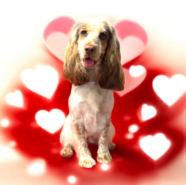 Snuggles Dog Grooming