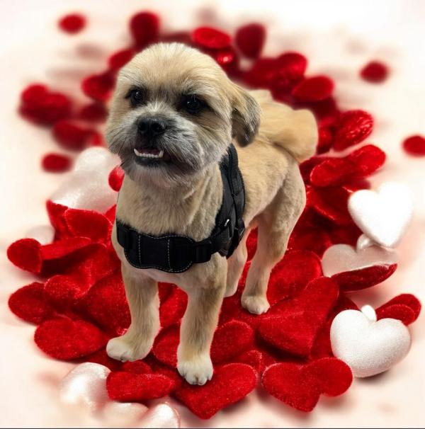 Snuggles Dog Grooming