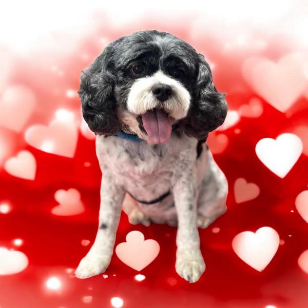 Snuggles Dog Grooming