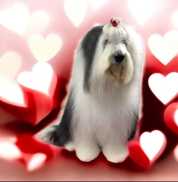 Snuggles Dog Grooming