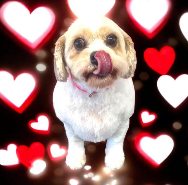 Snuggles Dog Grooming