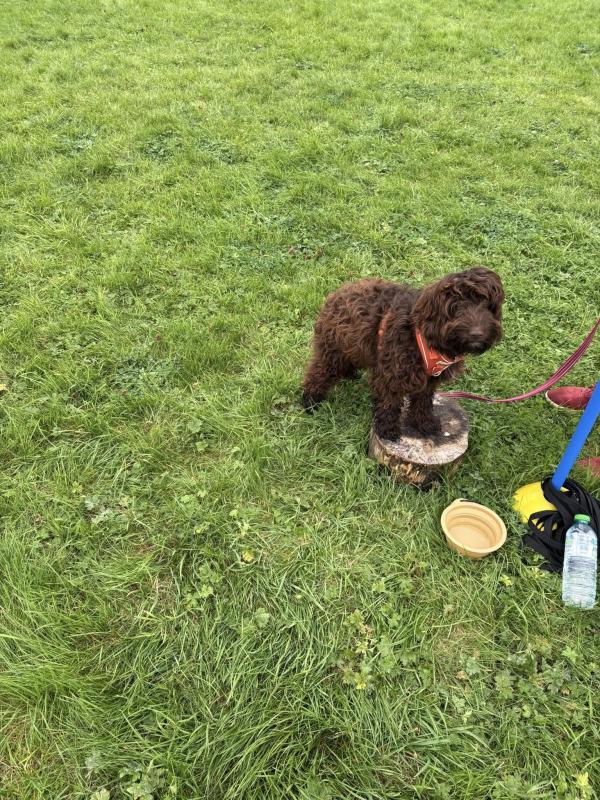 Ruth Munday Dog Training