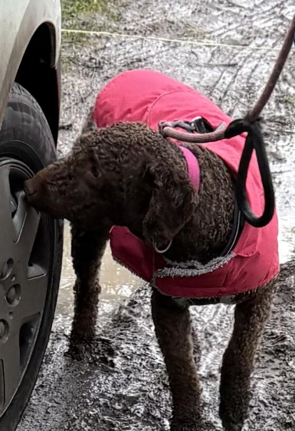 Ruth Munday Dog Training