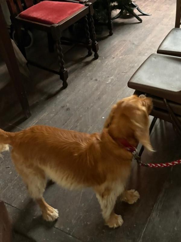 Ruth Munday Dog Training