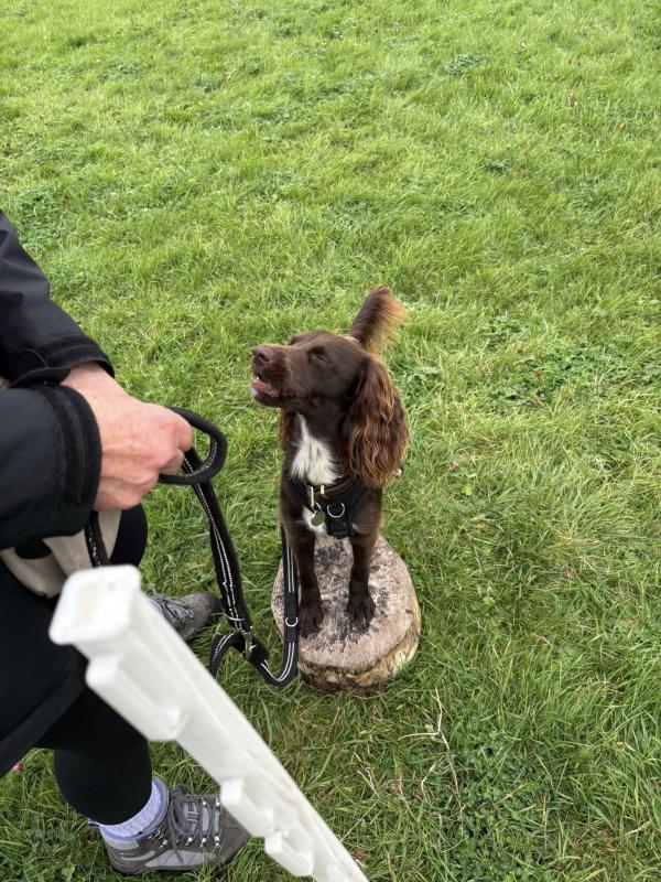 Ruth Munday Dog Training