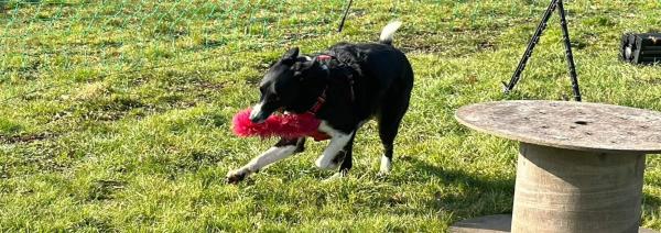 Ruth Munday Dog Training